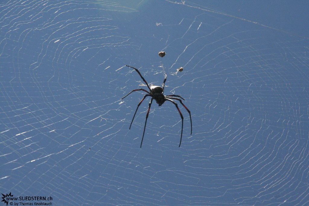 IMG 7496-Kenya, spider